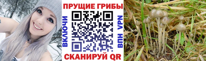 Галлюциногенные грибы прущие грибы  MEGA как войти  Ступино 